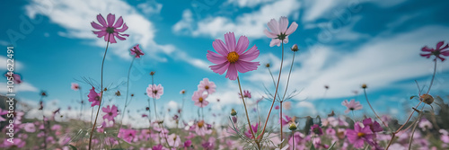 Pink flowers and blue sky a delicate floral field evoking a sense of tranquility and peace perfect for spring or summer themes 