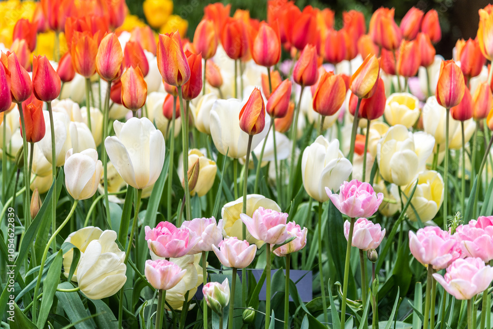 Obraz premium Close-up shot of a Vast Flower Field of Fresh Red and Orange Tulips and Colorful Flowers with Green Petals in Full Bloom