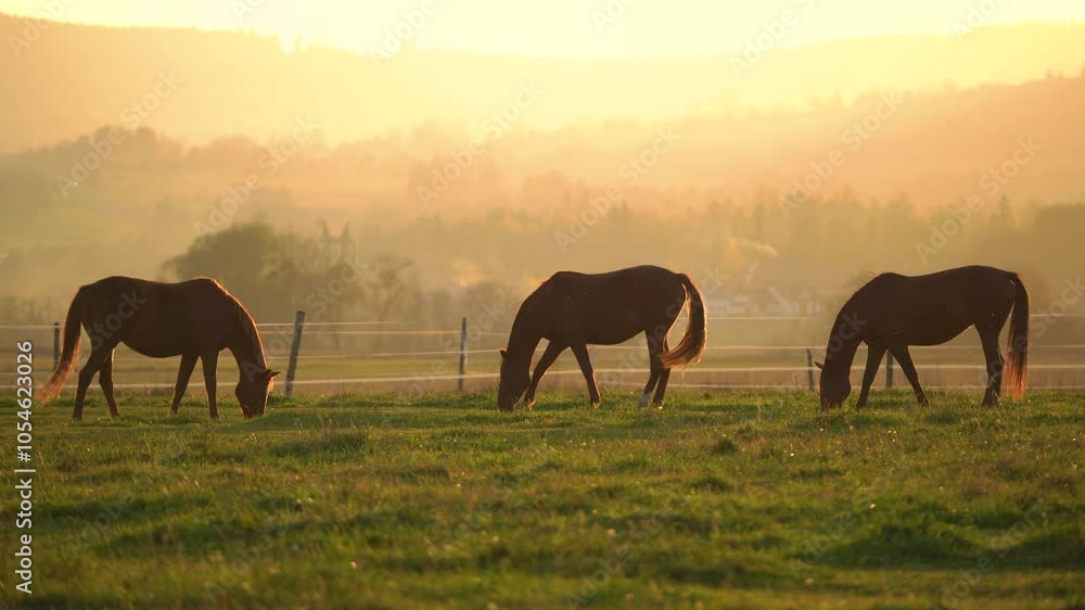Horses grazing peacefully in a sunlit pasture at golden hour near rolling hills in the countryside Horses grazing peacefully in a sunlit pasture at golden hour near rolling hills in the countryside