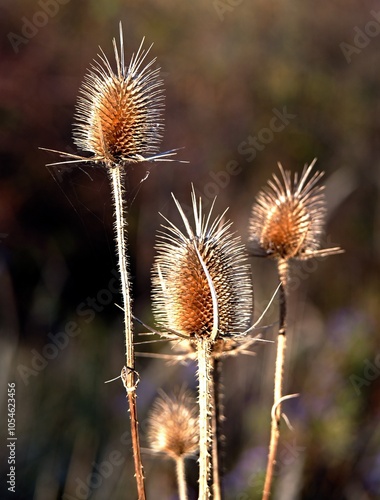 Autumn thistle