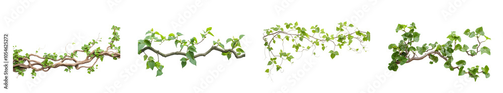 Green vine branches with glossy leaves on a white background. Green vine branches with glossy leaves on a white background.