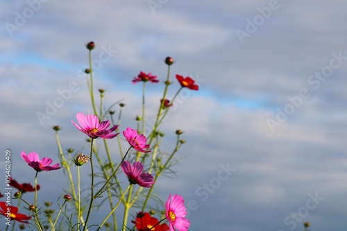 風に揺れるコスモスの花　秋のコスモス畑 photo