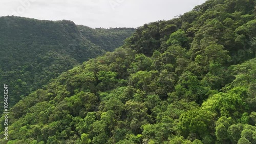 Aerial view of Atlantic Forest in the slopes of Serra do Mar - São Bernardo do Campo, São Paulo, Brazil photo