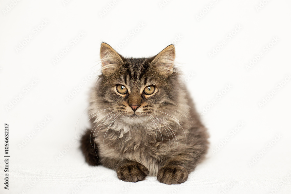 Obraz premium Fluffy tabby kitten lies on a white background