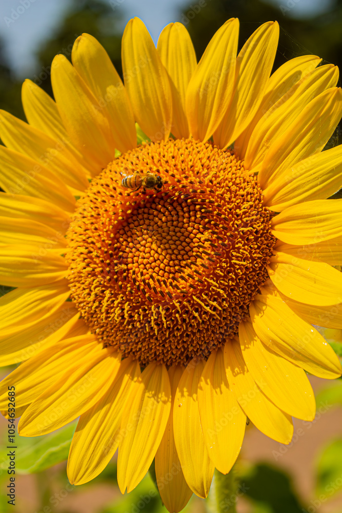 A yellow sunflower flower in a field and a bee sitting on its petals. Hot sunny days and weather in Italy in summer A yellow sunflower flower in a field and a bee sitting on its petals. Hot sunny days and weather in Italy in summer