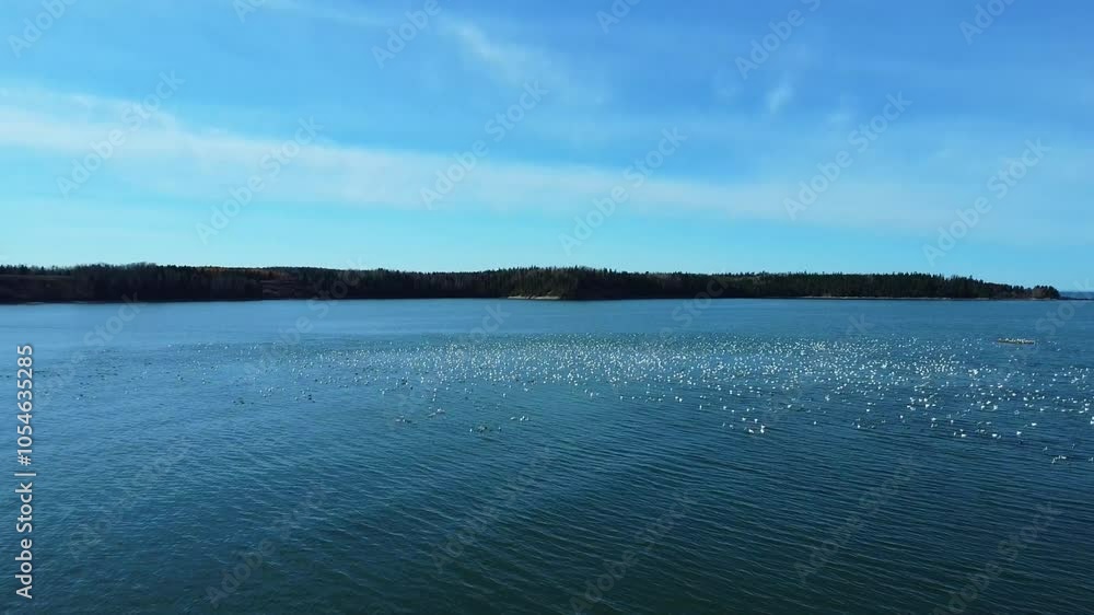 A drone flies with thousands of white snow geese in a calm water bay. Parc Riviere Mitis, Saint Lawrence River, Quebec, Canada. A drone flies with thousands of white snow geese in a calm water bay. Parc Riviere Mitis, Saint Lawrence River, Quebec, Canada.