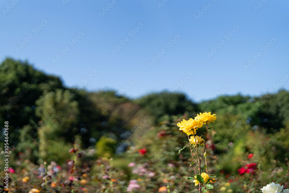 Obraz premium 秋バラ 黄色い薔薇と青空