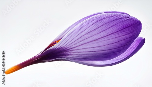 A single purple crocus flower