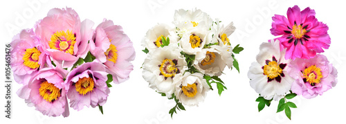 Collection peony bouquet isolated on white background. Beautiful spring flowers. Flat lay, top view