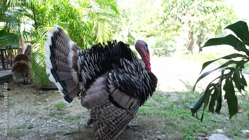 Portrait of Big Turkey makes furry. Turkey cock birds on the garden farm. photo