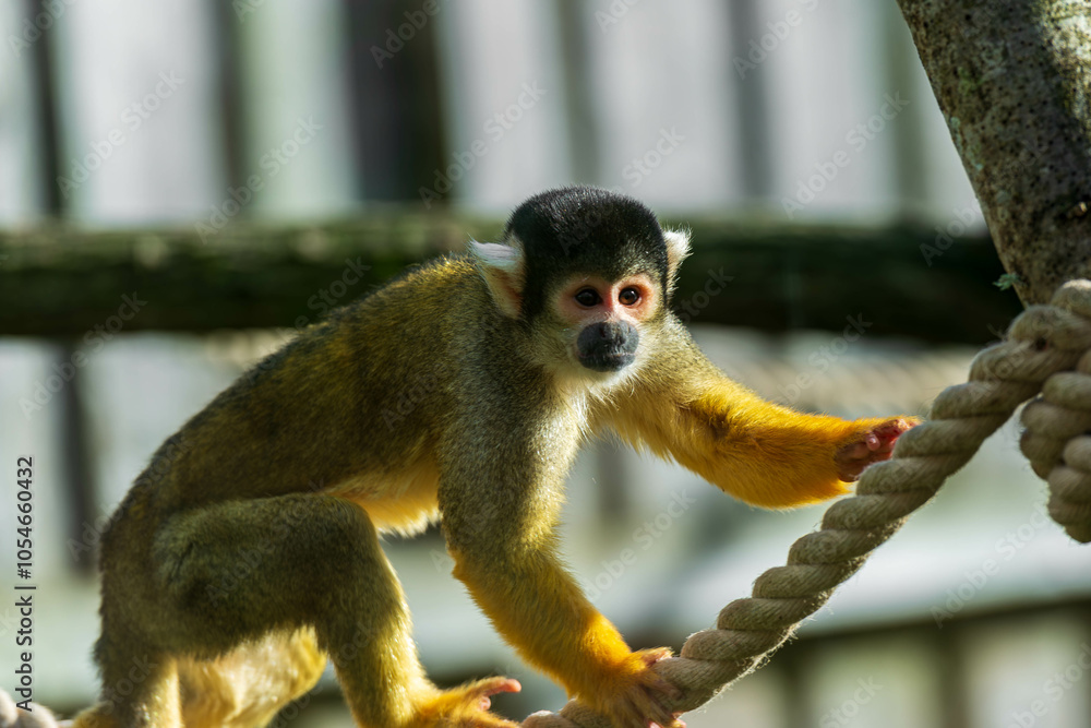 Obraz premium Playful squirrel monkey demonstrates its agility while carefully balancing on a thick rope.