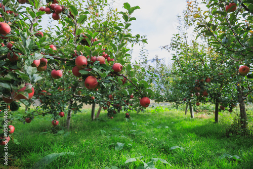 Red apples grow on tree in garden photo