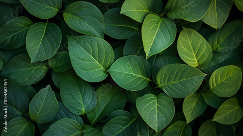 natural leaves background.ai generative