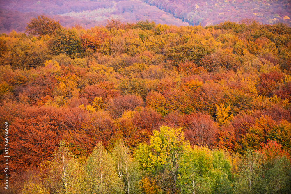 Autumn forest. Forest autumn landscape in sunny day. Orange fall leaves in park, autumn natural background. Orange color tree, red maple leaves in fall forest. Warm autumn forest landscape, fall Autumn forest. Forest autumn landscape in sunny day. Orange fall leaves in park, autumn natural background. Orange color tree, red maple leaves in fall forest. Warm autumn forest landscape, fall