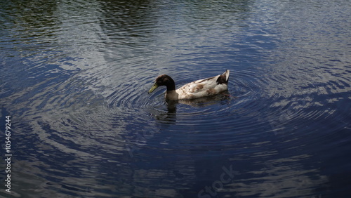 ducks in the water