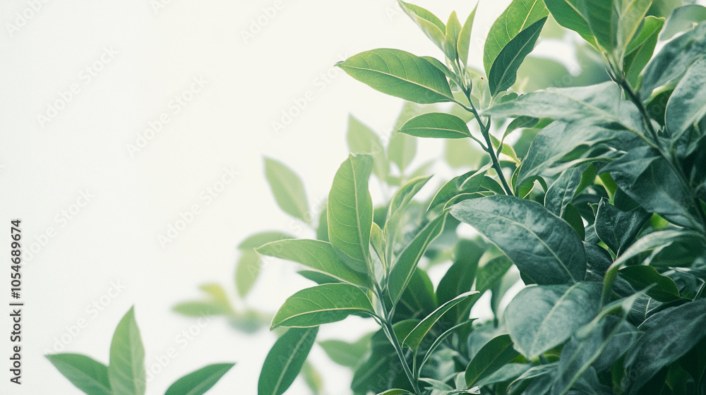 Close-up view of lush green leaves illuminated by soft sunlight in a tranquil garden setting Close-up view of lush green leaves illuminated by soft sunlight in a tranquil garden setting