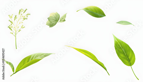 Plant leaf png element set on isolated with white shades, png