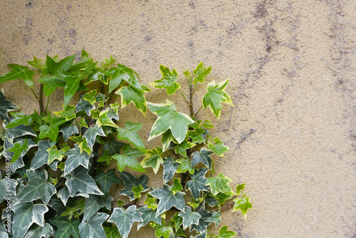 Goldchild Variegated Ivy Plants, Hedera helix Goldchild