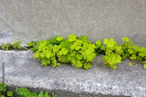 Green clover on concrete floor