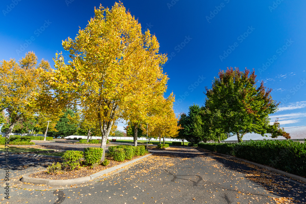Beautiful fall autumn scenery with blue sky nice feathered clouds, yellow orange green trees captured from an empty parking lot. High quality picture for download.
Beautiful fall autumn scenery with blue sky nice feathered clouds, yellow orange green trees captured from an empty parking lot. High quality picture for download.