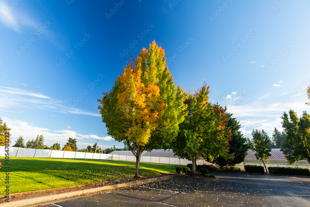 Beautiful fall autumn scenery with blue sky nice feathered clouds, yellow orange green trees captured from an empty parking lot. High quality picture for download.
Beautiful fall autumn scenery with blue sky nice feathered clouds, yellow orange green trees captured from an empty parking lot. High quality picture for download.