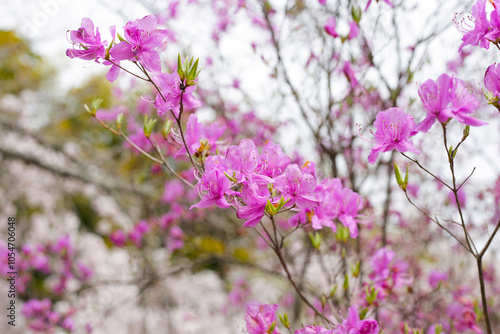 Rhododendron mucronulatum, Pink flowers blooming photo