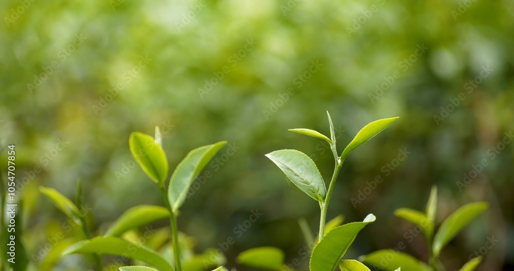 Fototapeta premium Green tea tree leaves field young tender bud herbal Green tea tree in camellia sinensis organic farm. Close up Fresh Tree tea plantations mountain green nature in herbal farm plant background morning