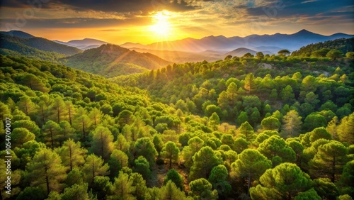 Corsica's dense green forest illuminated by the warm sunset glow, Corsica, forest, green, sunset, trees, nature, landscape