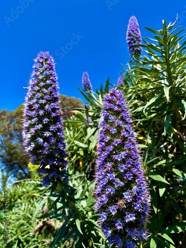 Vibrant Purple Flowers Against a Clear Blue Sky with Lush Green Foliage