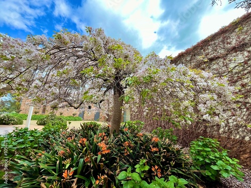 Weeping Cherry Blossom Tree in Full Bloom with Orange Flowers Under a Cloudy Blue Sky