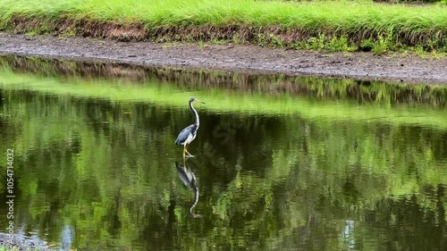Beautiful tropical bird Great Blue Heron hunting by lakeside