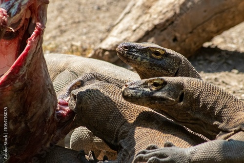 The ferocity of Komodo dragons when they eat their prey with their sharp teeth. strong jaw bite when eating prey with dripping saliva