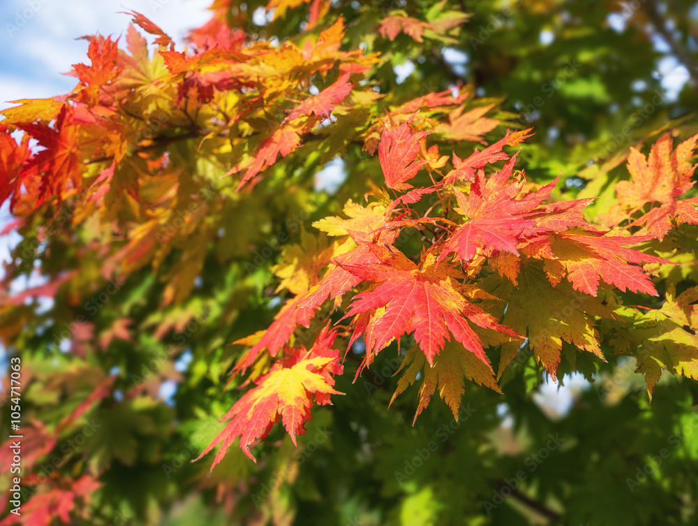 Japanese Maple tree branches with colorful autumn foliage leaves. Fall nature background. Japanese Maple tree branches with colorful autumn foliage leaves. Fall nature background.