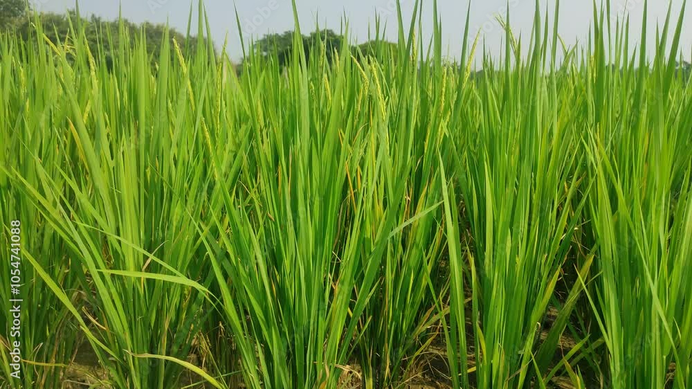 Green rice in the rice fields is a beautiful and calming sight. There are a million green leaves swaying in the wind, creating a pleasant sound.In the rice fields, rice thrives and blooms beautifully. Green rice in the rice fields is a beautiful and calming sight. There are a million green leaves swaying in the wind, creating a pleasant sound.In the rice fields, rice thrives and blooms beautifully.