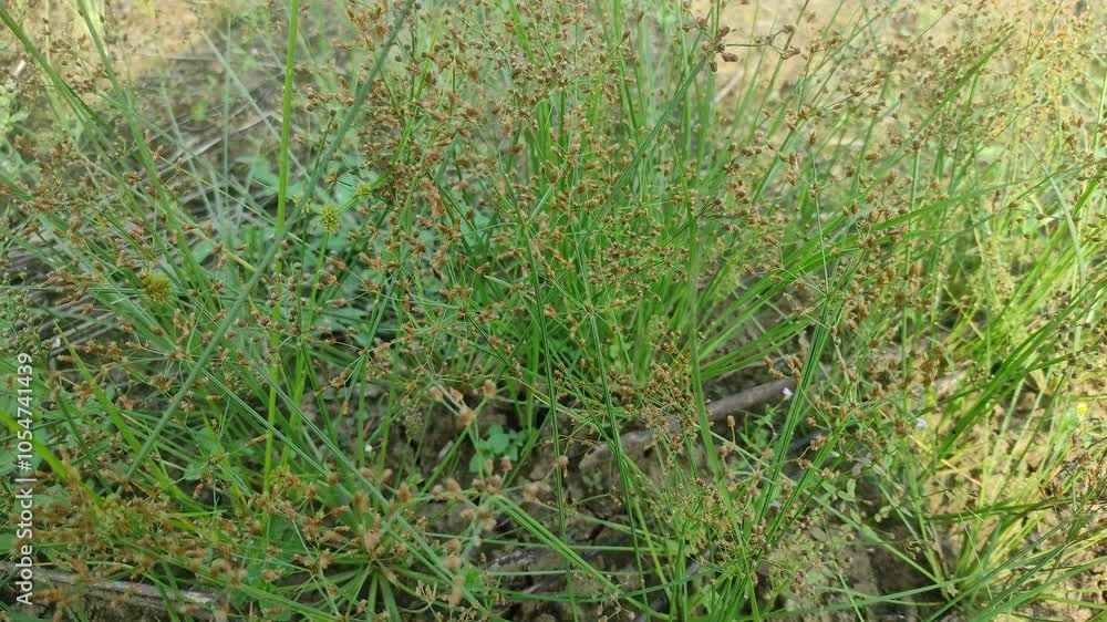 Cyperus rotundus (coco-grass, Java grass, nut grass, purple nut sedge, purple nutsedge, red nut sedge, Khmer kravanh chruk) with natural background. us rotundus is a perennial plant.
Cyperus rotundus (coco-grass, Java grass, nut grass, purple nut sedge, purple nutsedge, red nut sedge, Khmer kravanh chruk) with natural background. us rotundus is a perennial plant.