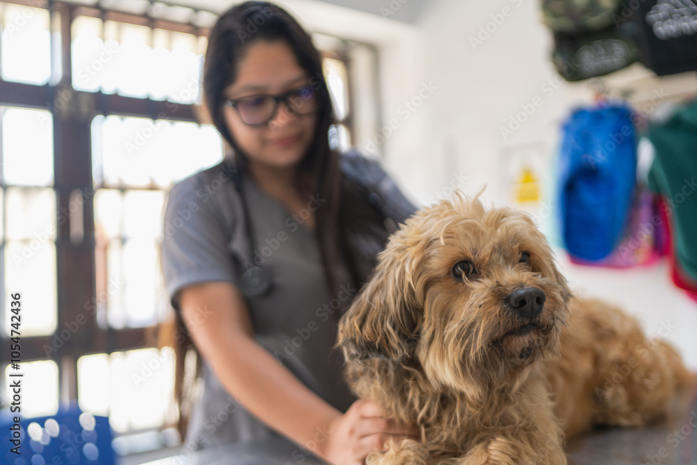 Veterinarian examining cute dog in clinic