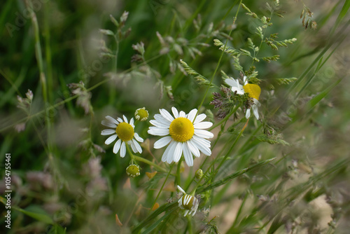 Soft light on daisies in a garden on a spring day in Potzbach, Germany. photo