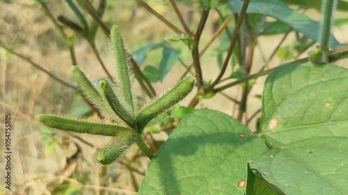 vigna mungo farm in the field