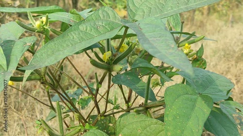 vigna mungo farm in the field