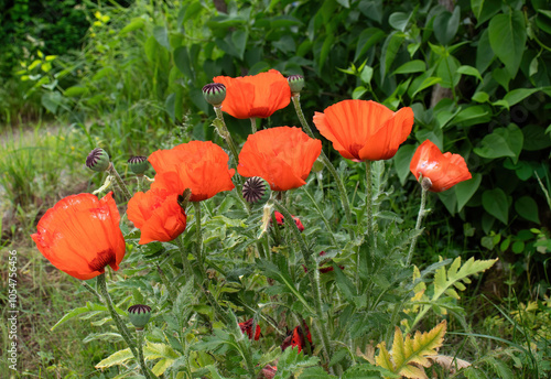 Several red poppies blooming in a garden on a spring day in Potzbach, Germany. photo