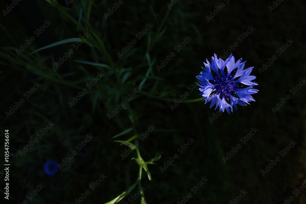 Blue cornflower growing in a garden on a spring day in Potzbach, Germany. Blue cornflower growing in a garden on a spring day in Potzbach, Germany.