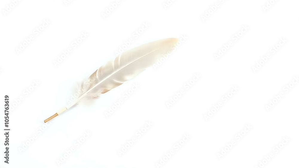 Feather Quill on White Background Feather Quill on White Background