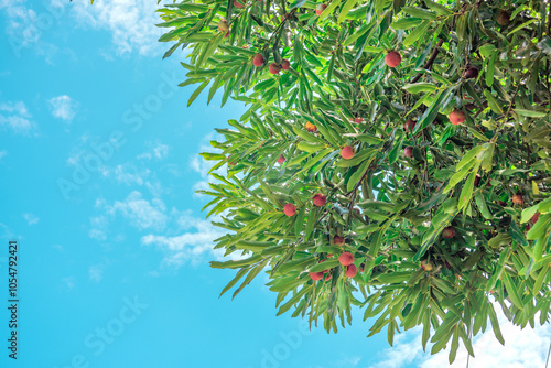 Tree and fruits of Diospyros malabarica, and beautiful blue sky the gaub tree, Malabar ebony, black-and-white ebony or pale moon ebony. photo