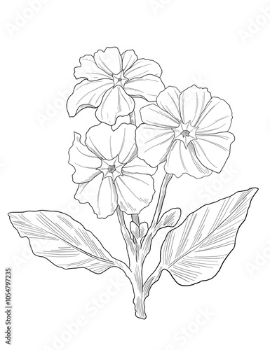 Fotografie primrose flower digital painting illustration