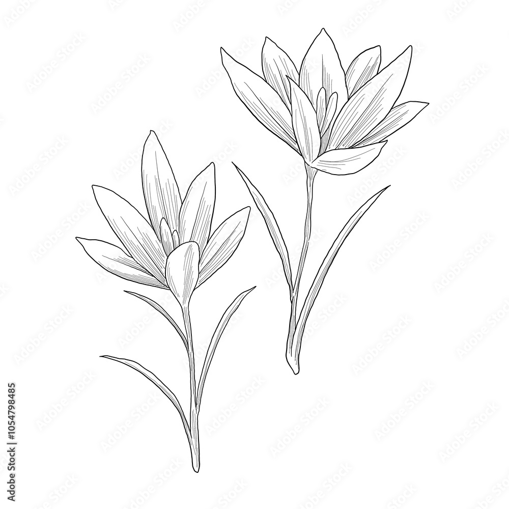 crocus vernus wild flower digital sketch illustration crocus vernus wild flower digital sketch illustration