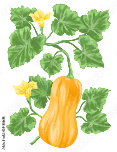 Butternut fruit botanical coloring painting illustration