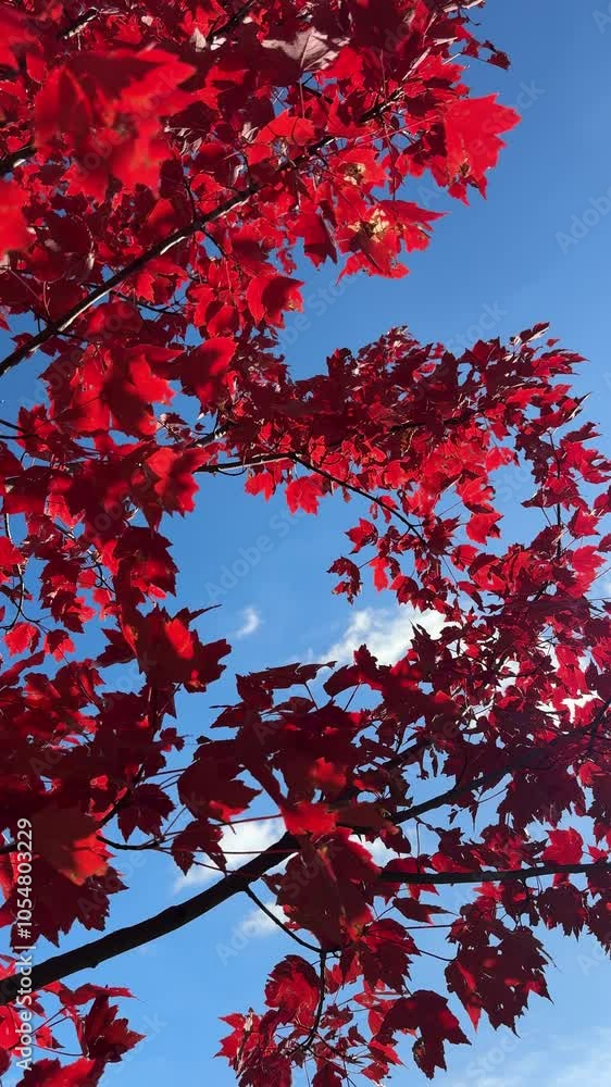Autumn red maple leaves and blue sky, vertical video. Autumn red maple leaves and blue sky, vertical video.