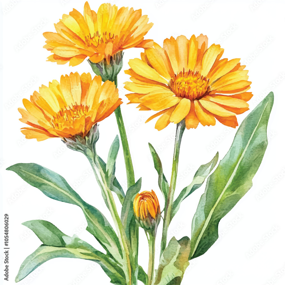 Calendula flower watercolor clipart illustration isolated Calendula flower watercolor clipart illustration isolated
