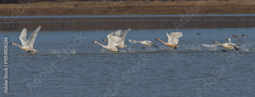 Tundra Swans taking flight photo