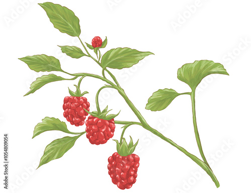 Rasberry plant botanical painting illustration
